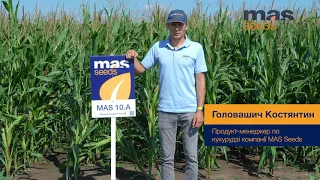 MAS 10.A - гібрид кукурудзи MAS Seeds.