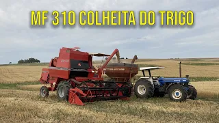 1° DIA COLHENDO TRIGO - 310 ESQUENTOU E NÃO AGUENTOU