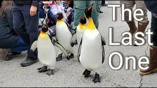 One Last Time Before Retiring - The Last King Penguin Parade at the Cincinnati Zoo