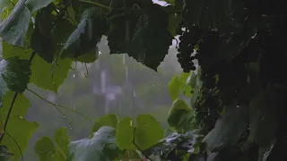 Beautiful nature videos. gentle Rain Sound with Relaxing sleep music