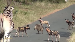 Survival Strategies: Warthog vs Pack of Wild Dogs