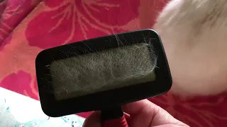 Brushing Routine