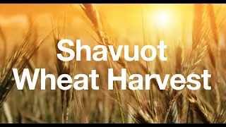 Shavuot Wheat Harvest