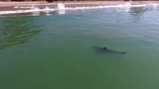 Great white shark swims dangerously close to shore