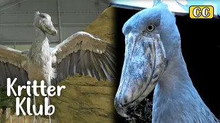 Shoebill Is A Challenging Animal But There's A Way... What Is It? I Kritter Klub