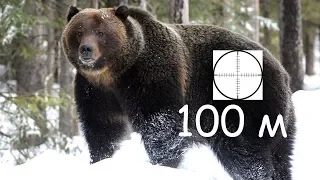 Часть 2. Выстрел в медведя с МР27М, дистанция 100 м