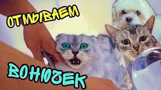 влог: КОТЫ-ВОНЮЧКИ ВЕРНУЛИСЬ С ДАЧИ! ПОЛГОДА НЕ БЫЛИ ДОМА!