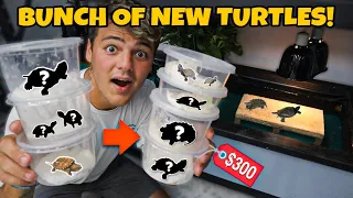 BUYING a BUNCH of EXOTIC TURTLES for My 120G POND!!