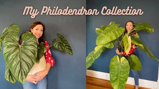 My Philodendron Collection & Care Tips