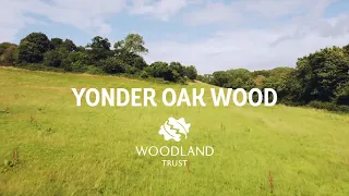 Yonder Oak Wood - creating a new wooded landscape in Devon