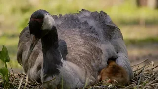 Kraniche - Juwelen der Küste von Kranichschutz Deutschland