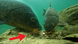 CATCHING GIANT CARP UNDERWATER