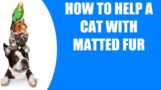 HOW TO HELP A CAT WITH MATTED FUR
