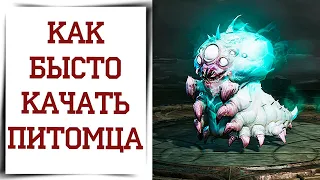 Как быстро находить и прокачивать фамилиаров Diablo Immortal