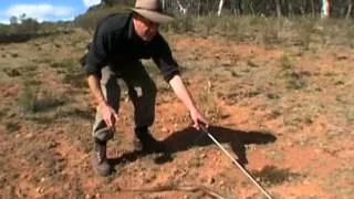 Most venomousand dangerous land snake in the world -  Australia