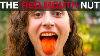 The "Red Mouth" Nut!