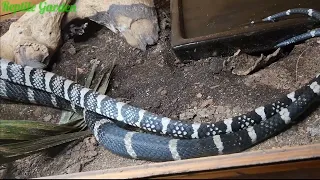 Chinese Banded King Cobra mating