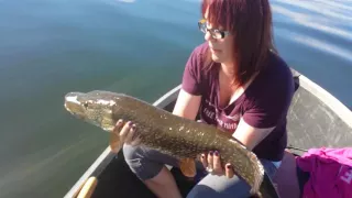 Fishin alberta ...trophy northern pike release