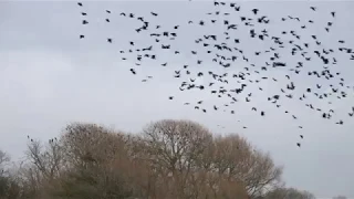 Jackdaws roosting