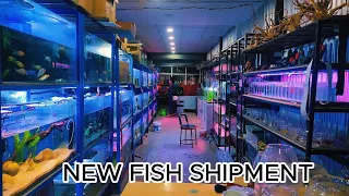 "Unboxing Our New Fish Shipment: Dive into Exotic Aquatic Beauties!"