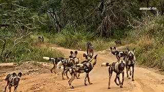 Wild Dogs Take Revenge on a Lioness and Her Cub@wildlifeworld6705