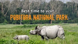 Pobitora National Park I Best time to visit I Places to visit near Guwahati