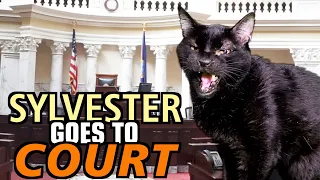 Talking Kitty Cat 69 - Sylvester Goes To Court