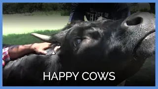 Happy Cows