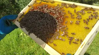 βάζουμε πατώματα..🐝🐝