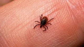 How to Protect Yourself from Ticks | Camping