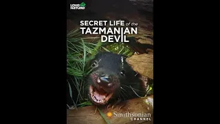 Тайная жизнь тасманийского дьявола/Secret Life of the Tasmanian Devil / 1 Знакомство с дьяволами 4К