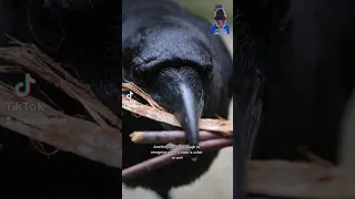 How Smart are Ravens?