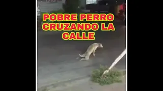 PERRO SIMULA DISCAPACIDAD LA SORPRESA DEL CONDUCTOR