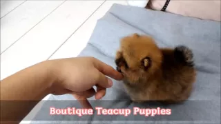 Amazing VIP Micro Teacup Pom Mini Boo