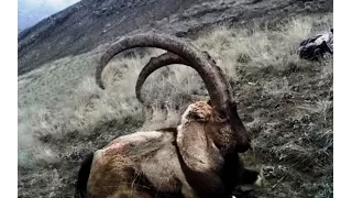 Bezoar Ibex Hunting in TURKEY / Ahmet ÖZKAYAN & TURKISH FRONTIER