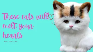 These cats will melt your hearts