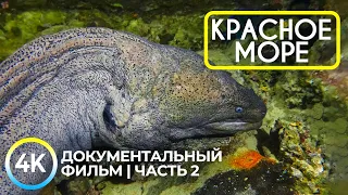 Подводные обитатели Красного моря - 4K Документальный фильм о глубоководных животных - Эпизод 2