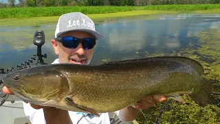 CHASING STATE RECORD BOWFIN!!