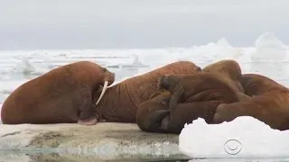 Pacific walrus faces growing threat