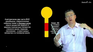 Дубынин В. А. - 100 часов школьной биологии - 1.17. Вегетативная нервная система