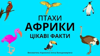 ПТАХИ АФРИКИ - Цікаві факти для дітей дошкільного віку