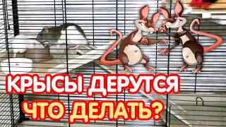 Крысы дерутся - что делать? Конфликты в группе у крыс