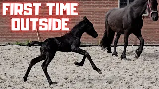 Outside for the first time | He is not allowed to nurse | Friends | Friesian Horses