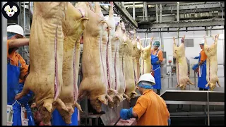 Modern Pig Farming - Pork Processing Automatic Machines That Are At Another Level