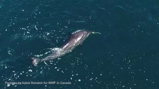 Drone Captures Never Before Seen Behavior From Narwhal