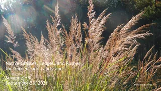 Native Grasses, Sedges, and Rushes for Gardens and Landscapes