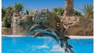 Tenerife - Loro Parque, Dolphin Show (2014.08.27.) amateur video HD