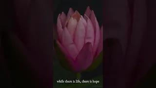 Pink water lily flower blooming in timelapse #short
