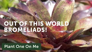 Bromeliad & Tillandsia Tour at Nong Nooch Tropical Garden, Thailand — Plant One On Me — Ep. 145