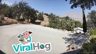 Rattlesnake Bites Squirrel || ViralHog